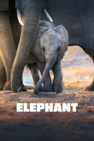 Śladami słoni